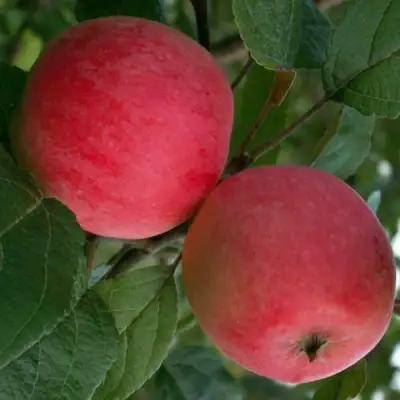 Яблоня СУЙСЛЕПСКОЕ (МАЛИНОВКА) в Гомеле