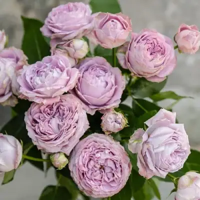 Роза ЛАВАНДЕР БАБЛС спрей в Гомеле