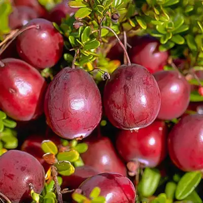 Клюква БЕН ЛИР в Гомеле