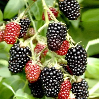 Ежемалина ДАРРОУ в Гомеле