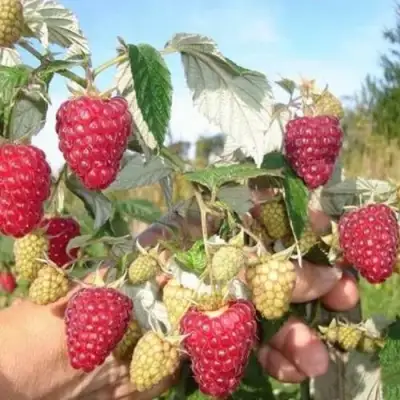 Малина ЖАР-ПТИЦА в Гомеле