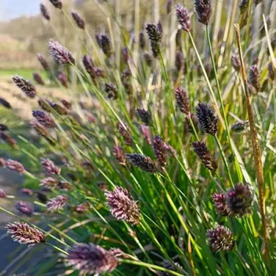 Сейслерия ХЕФЛЕРА в Гомеле