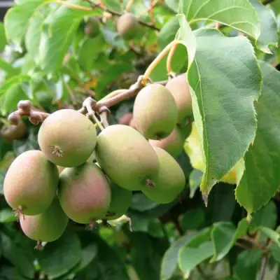 Актинидия ЛЮСИ аргута  в Гомеле