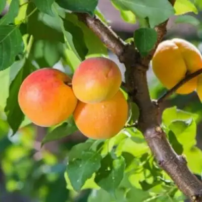 Абрикос РИТАУСМА в Гомеле