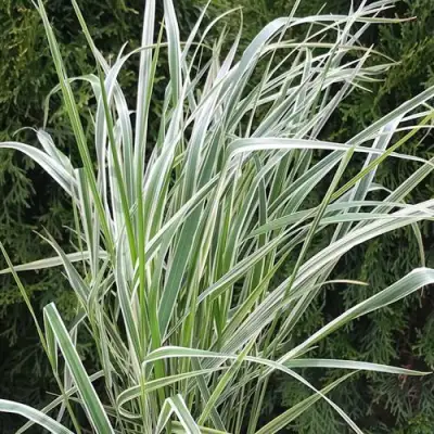 Вейник ОВЕРДАМ остроцветковый в Гомеле