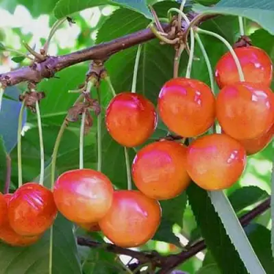 Черешня НАСЛАЖДЕНИЕ в Гомеле