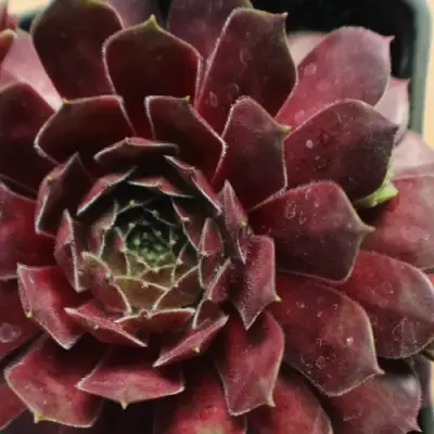 Молодило БЛЭК МОУНТЭЙН в Гомеле