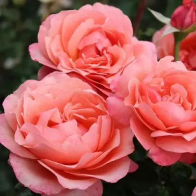 Роза КОРАЛ ЛИОНС РОУЗ флорибунда в Гомеле
