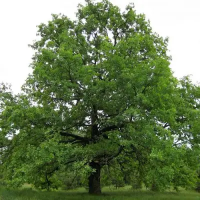 Дуб черешчатый в Гомеле