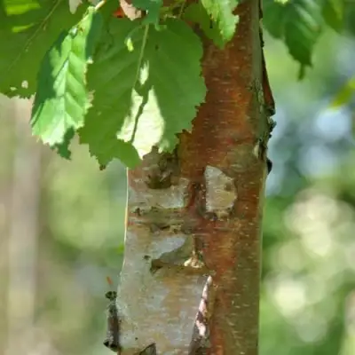Береза бумажная в Гомеле