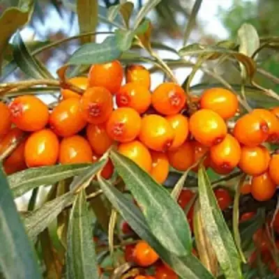 Облепиха БОТАНИЧЕСКАЯ в Гомеле