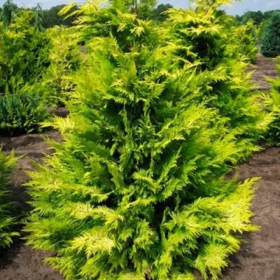 Кипарисовик ГОЛДЕН ВОНДЕР лавсона в Гомеле