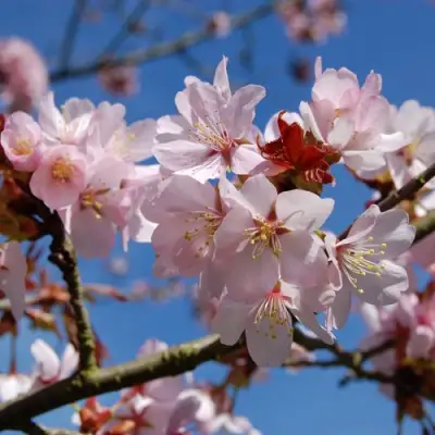 Вишня РАНЧО САРЖЕНТА в Гомеле