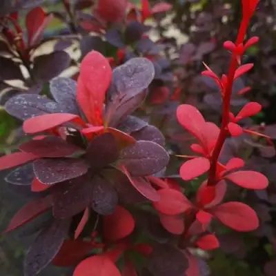 Барбарис РЕД ПИЛЛАР тунберга в Гомеле