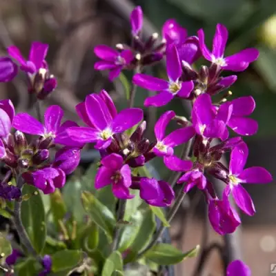 Арабис РОУЗ делайт в Гомеле