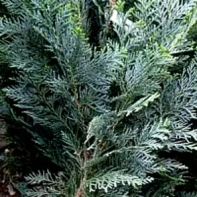 Кипарисовик ДАРТС БЛЮ РИББОН лавсона в Гомеле