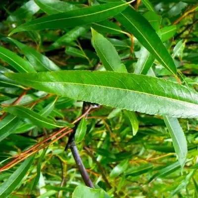 Ива ломкая  в Гомеле