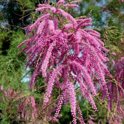 Тамарикс ПИНК КАСКАД в Гомеле