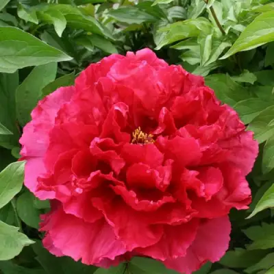 Пион АРОМАТНОЕ ВОСПОМИНАНИЕ древовидный в Гомеле