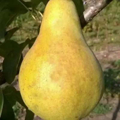 Груша КОНКОРД в Гомеле