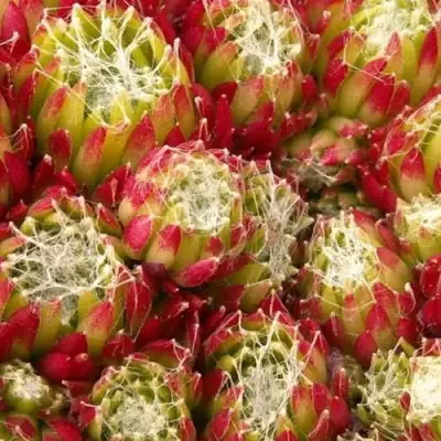 Молодило ХУКЕРА в Гомеле