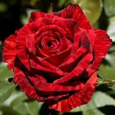 Роза РЕД ИНТУИШН чайно-гибридная в Гомеле