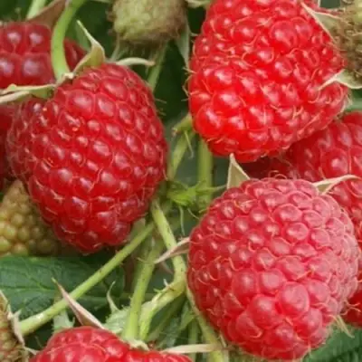 Малина КОЛОКОЛЬЧИК в Гомеле