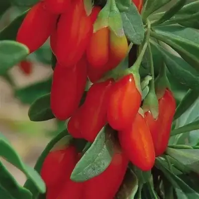 Годжи ВЯЧЕСЛАВ в Гомеле