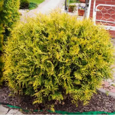 Туя КОЛЛЕРС ГОЛД складчатая в Гомеле