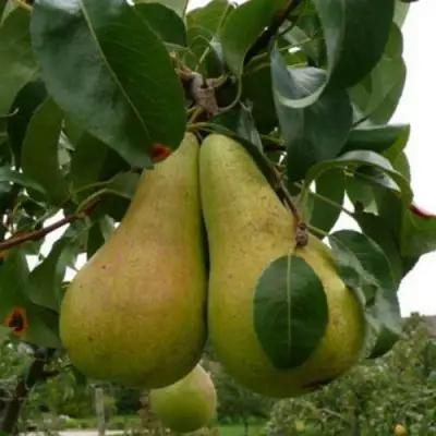 Груша КОНКОРД в Гомеле