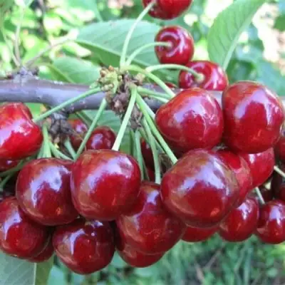 Вишня ДЕСЕРТНАЯ МОРОЗОВОЙ в Гомеле