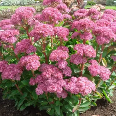 Очиток (седум) КАРЛ видный в Гомеле