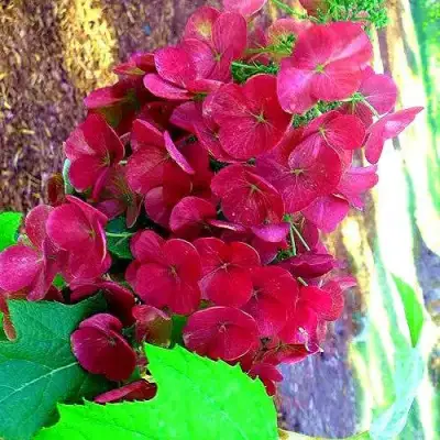 Гортензия АМЕТИСТ дуболистная в Гомеле