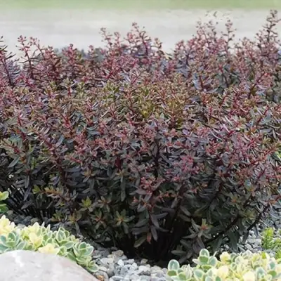 Очиток (седум) САНСПАРКЛЕР ДЖЕЙД ТАФФЕТ в Гомеле