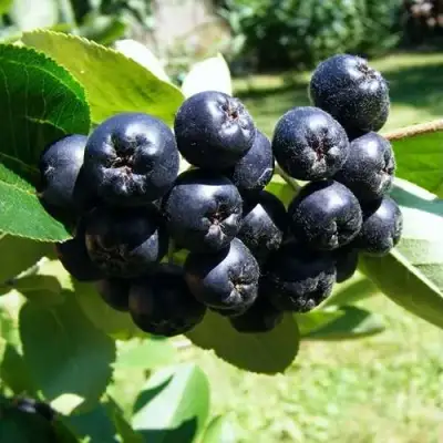 Рябина НЕРО черноплодная в Гомеле