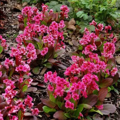 Бадан ФЛИРТ в Гомеле