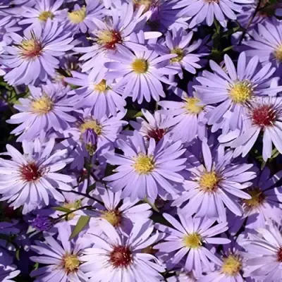 Астра БЛЮ ХЕВЕН сердцелистная в Гомеле