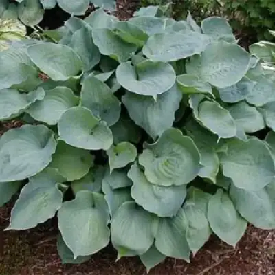 Хоста МУНЛАЙТ СОНАТА гибридная в Гомеле