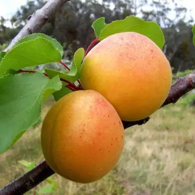 Абрикос ОРЛОВЧАНИН  в Гомеле