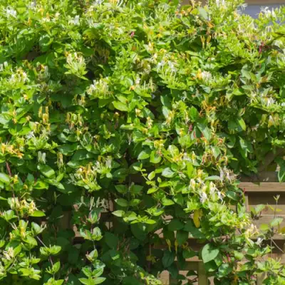 Жимолость ХАЛЛИАНА японская (Хелиана) в Гомеле