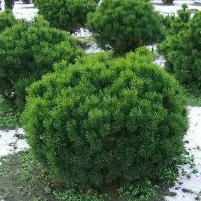 Сосна горная МУГУС в Гомеле