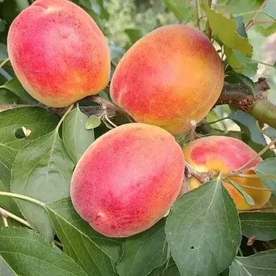 Абрикос ОСОБЕННЫЙ ДЕНИСЮКА в Гомеле