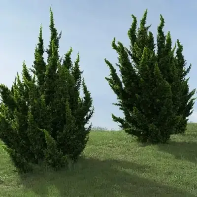 Можжевельник КАЙЗУКА китайский в Гомеле