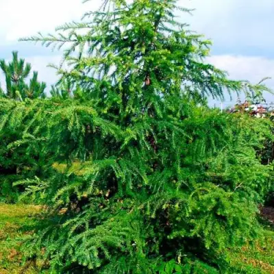 Лиственница европейская в Гомеле