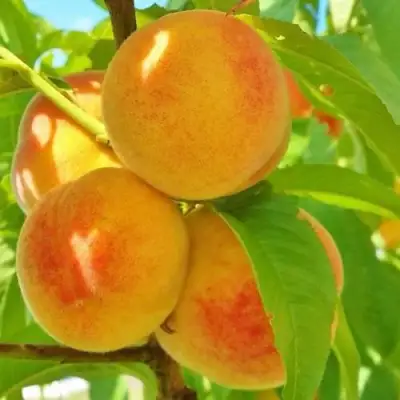 Персик ВЕТЕРАН в Гомеле