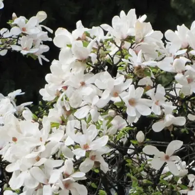 Магнолия КОБУС в Гомеле