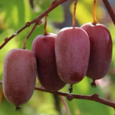 Актинидия ПУРПУРНО САДОВАЯ  аргута в Гомеле
