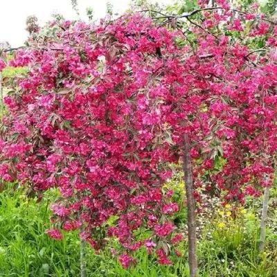 Яблоня КИНГ БЬЮТИ декоративная в Гомеле