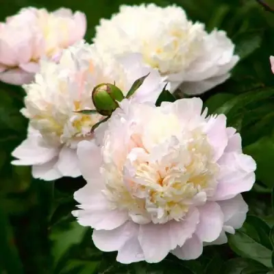 Пион ШИРЛИ ТЕМПЛ травянистый в Гомеле