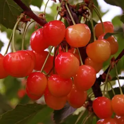 Черешня ФАТЕЖ в Гомеле